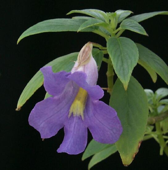 Henckelia moonii Gesneriad Reference Web