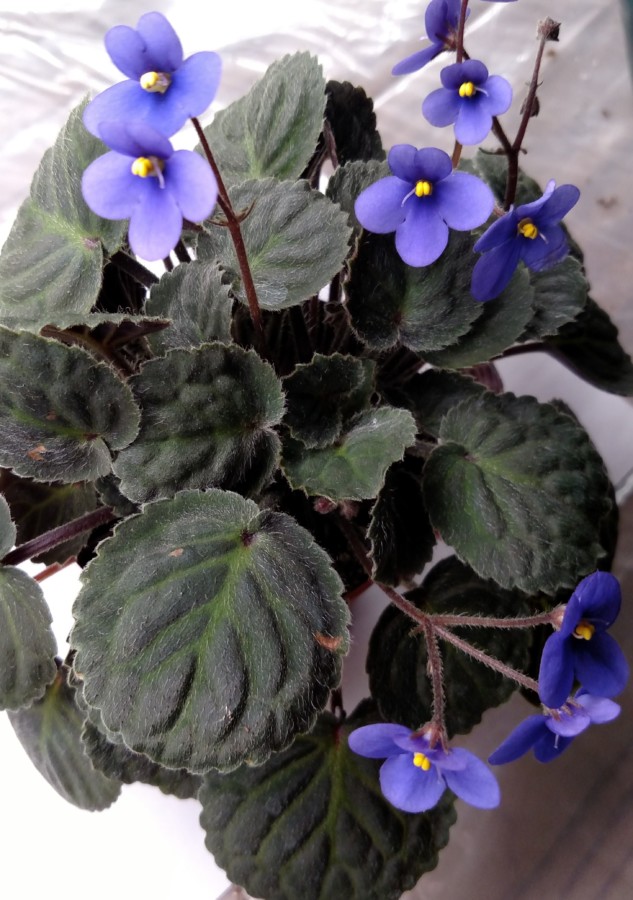 Studies of the African Violet Species Gesneriad Reference 