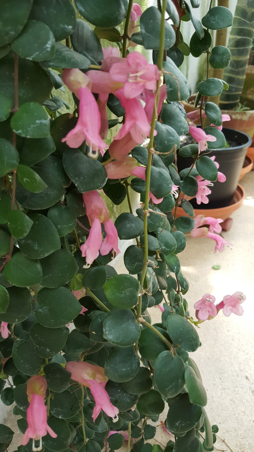 Aeschynanthus species 
