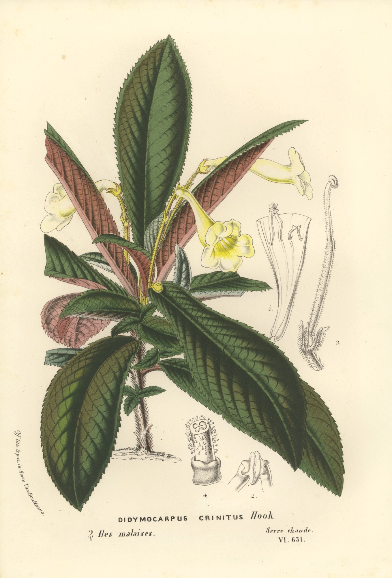 Didymocarpus crinitus Gesneriad Reference Web