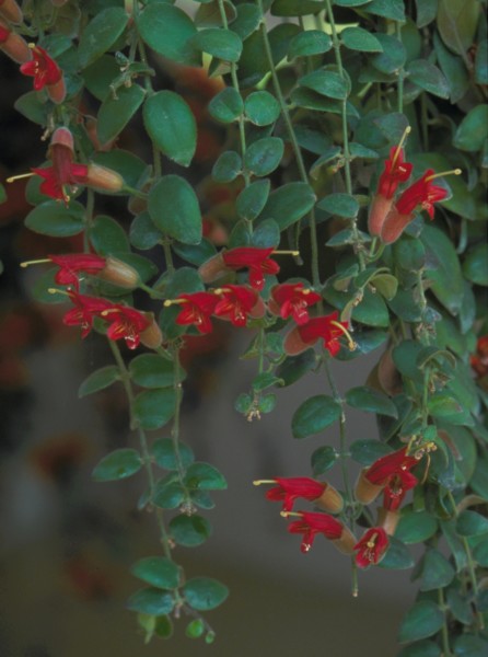 Aeschynanthus 'Greensleeves' - Gesneriad Reference Web